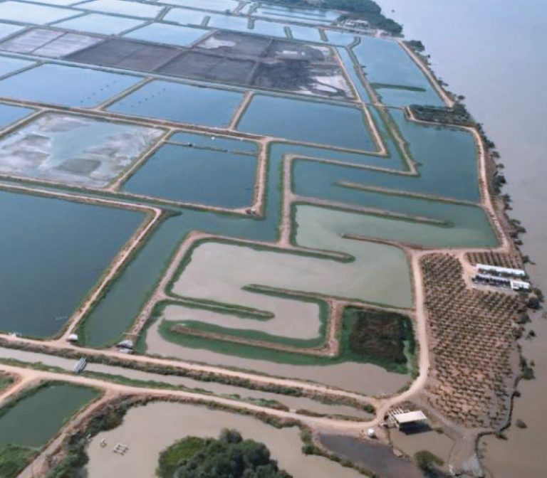 Das Bild zeigt die riesigen Salzwasserteiche der Firma Industrial Pesquera Santa Priscilla SA (IPSP) von oben.