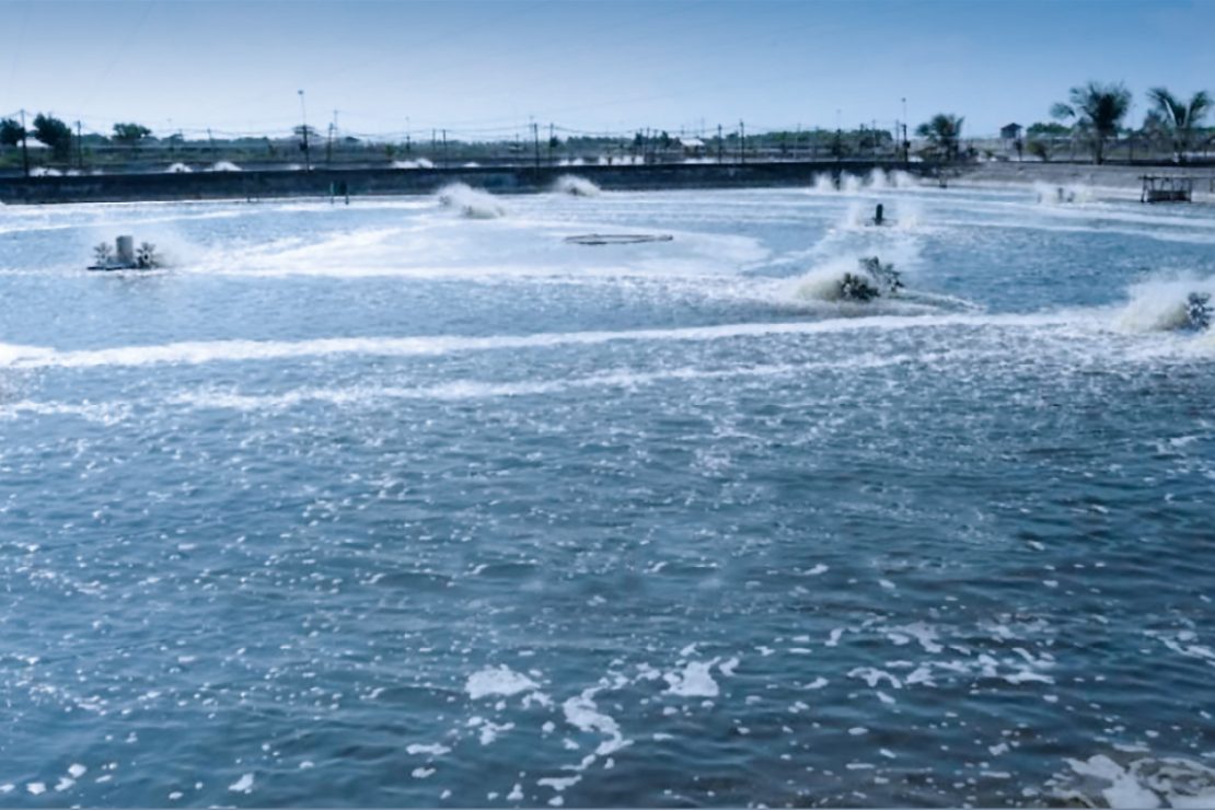 The picture shows the paddle wheel aerators in motion in the umbrella farm's water basin.