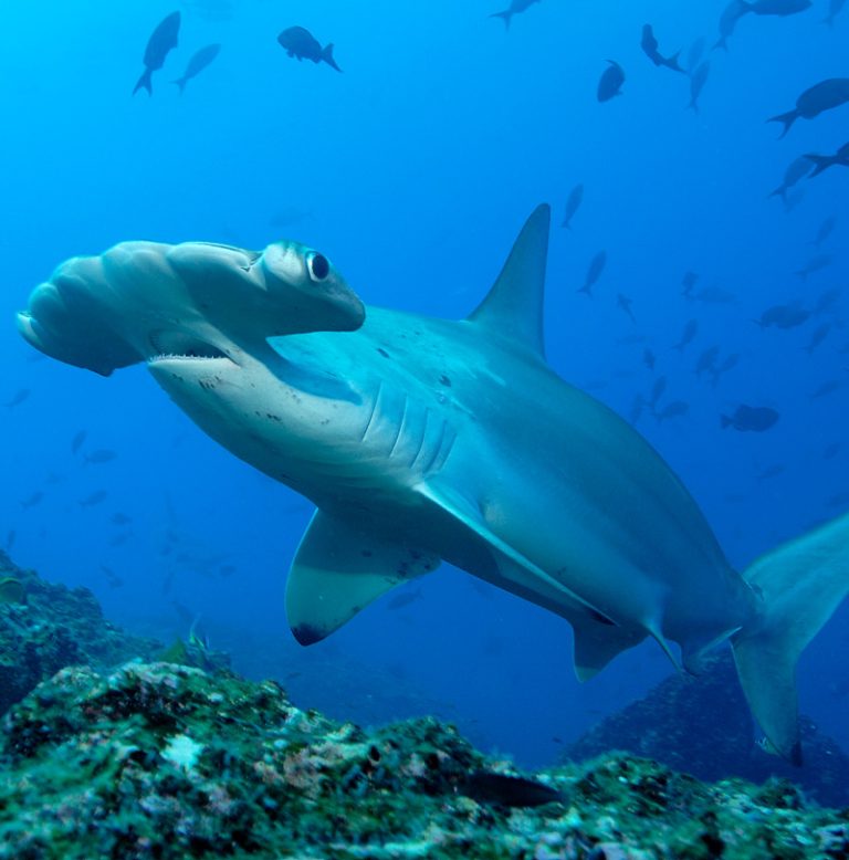 The picture shows a hammerhead shark underwater in the sea.