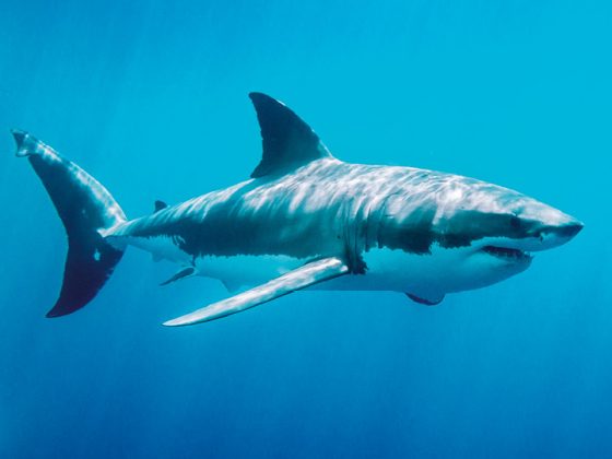 Das Bild zeigt einen Hai unter Wasser im Meer.