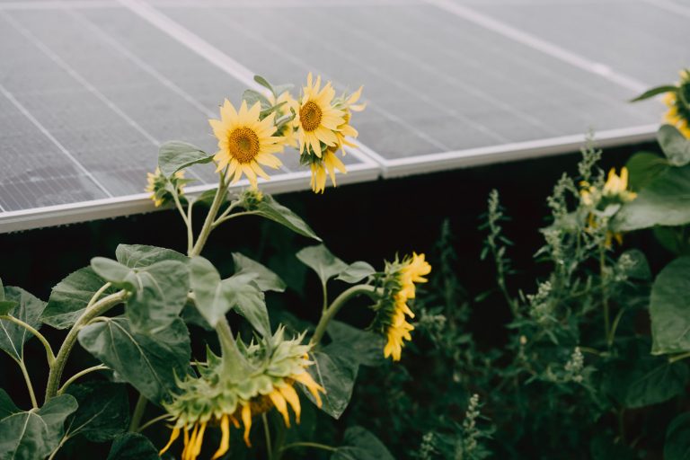 Im Bild zu sehen ist eine Photovoltaik-Anlage mit Sonnenblumen im Vordergrund. 